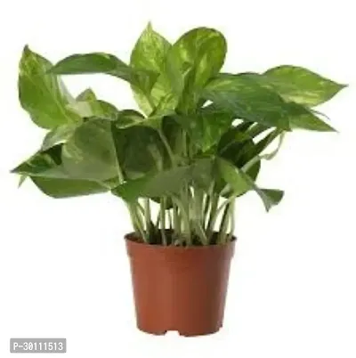 URAN Money Plant