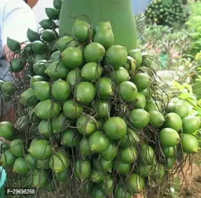 Betel Nut/Supari Plant