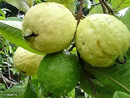 Guava PlantHybrid And Grafted Easy To Grow | Plant With Growing Bag| Plant Hight 1.5-1.27 Fit [S540]-thumb0