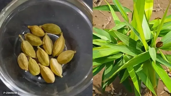 Elaichi/Cardamom PlantHybrid And Grafted Easy To Grow | Plant With Growing Bag| Plant Hight 1.5-1.456 Fit [S969]-thumb0