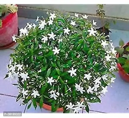 URAN Jasmine Plant-thumb0