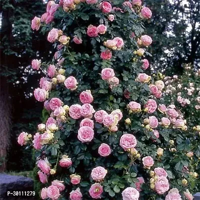 URAN Rose Plant