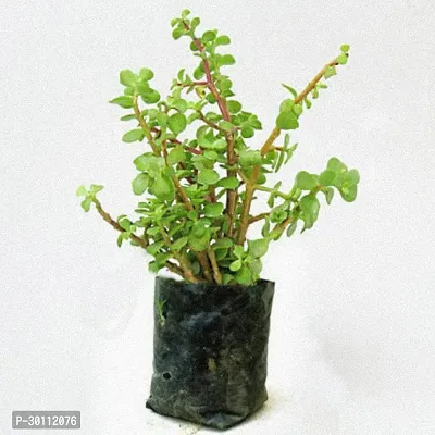 URAN Jade Plant