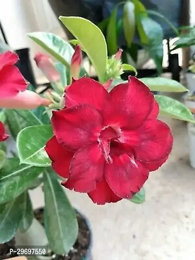 Adenium Plant-thumb0