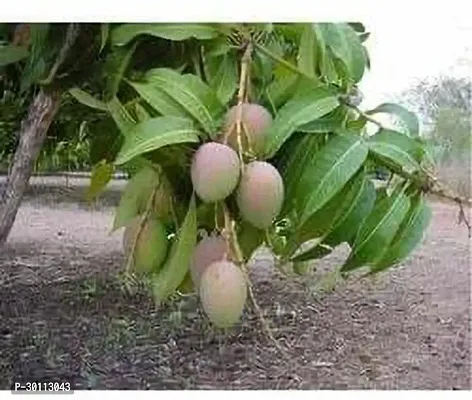 URAN Mango Plant-thumb0