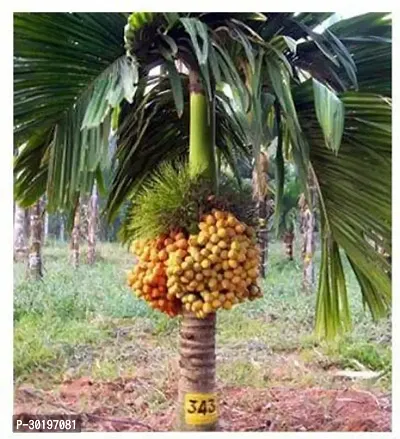 URAN  Betel Nut/Supari Plant-thumb0