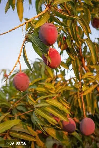 URAN Mango Plant-thumb0