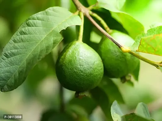 URAN Guava Plant-thumb2