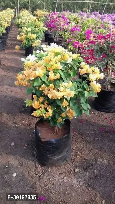 URAN  Bougainvillea Plant-thumb0