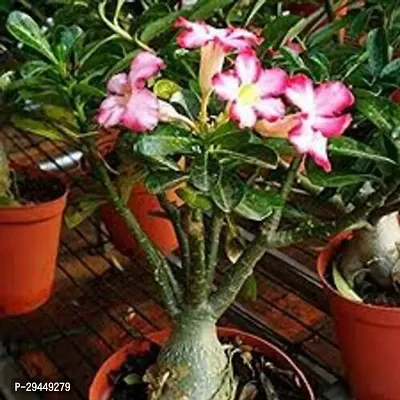 Adenium PlantHybrid And Grafted Easy To Grow | Plant With Growing Bag| Plant Hight 1.5-1.437 Fit [S950]-thumb0