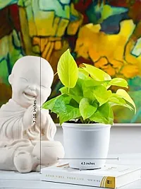 URAN Money Plant-thumb1