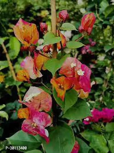 URAN Bougainvillea Plant