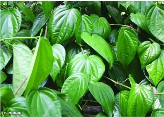 Betel Leaf Plant