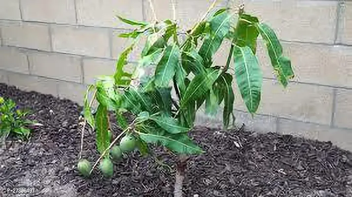 Mango PlantHybrid And GraftedEasy To Grow[AN1001][a388]