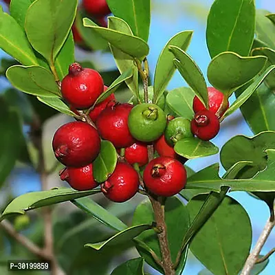 URAN Guava Plant-thumb0