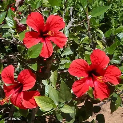 URAN  Hibiscus Plant-thumb0