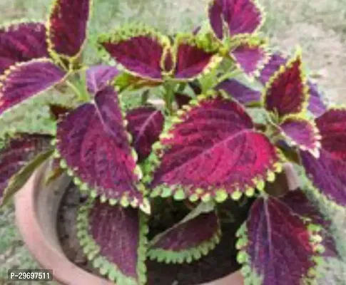 Coleus Plant