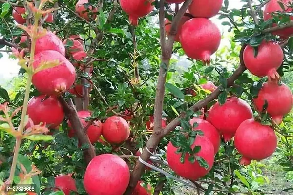 Pomegranate PlantHybrid And GraftedEasy To Grow[AN1001][a498]-thumb0