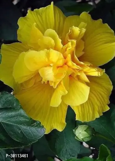 URAN Hibiscus Plant