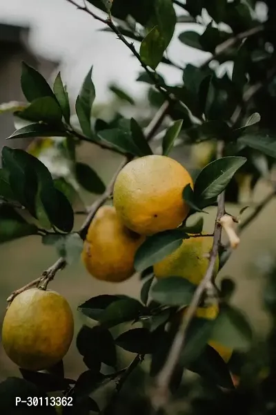 URAN Lemon Plant