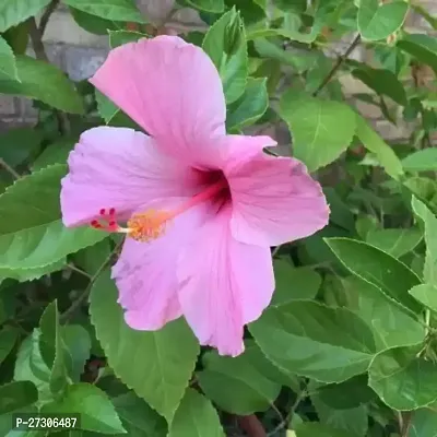 Hibiscus PlantHybrid And GraftedEasy To Grow[AN1001][a378]-thumb0