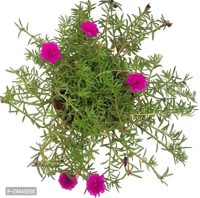 Portulaca PlantHybrid And Grafted Easy To Grow | Plant With Growing Bag| Plant Hight 1.5-1.416 Fit [S929]