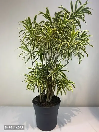 URAN Dracaena Plant-thumb0