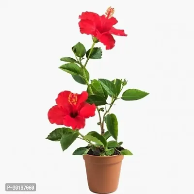 URAN  Hibiscus Plant