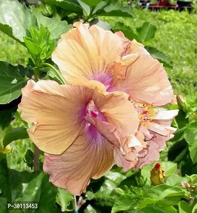 URAN Hibiscus Plant