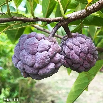 URAN Custard Apple Plant-thumb0