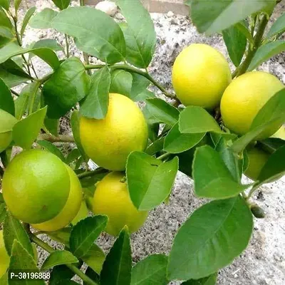 URAN  Sweet Lemon Plant-thumb0