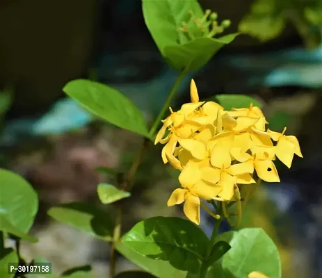 URAN  Trothic Ixora/Chethi Plant-thumb0