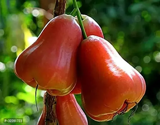 Essential Fruits Vegetable Seeds-thumb0