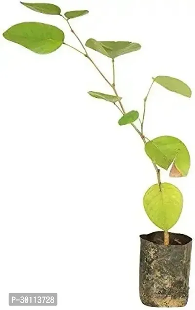 URAN Red Sandalwood Plant-thumb0