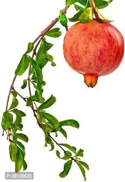 URAN Pomegranate Plant-thumb0