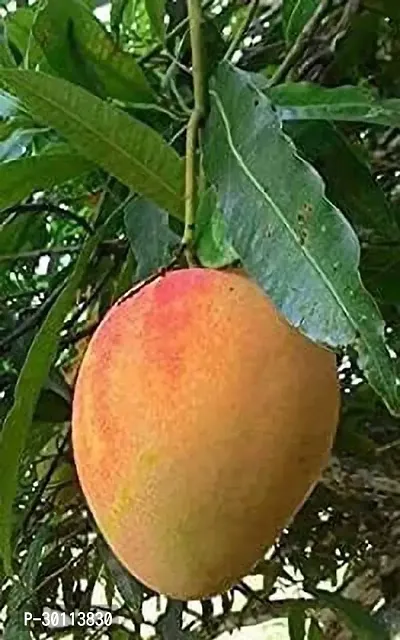 URAN Mango Plant-thumb0