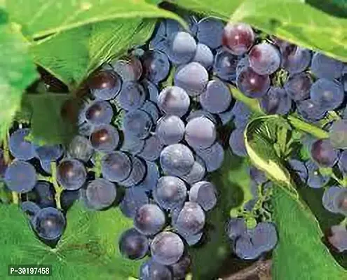 URAN  Grapes Plant-thumb0