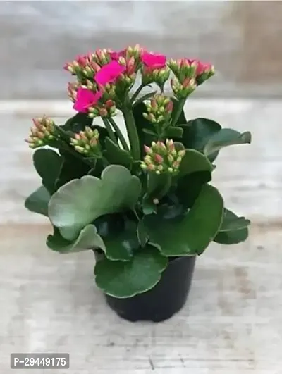 Kalanchoe PlantHybrid And Grafted Easy To Grow | Plant With Growing Bag| Plant Hight 1.5-1.334 Fit [S847]-thumb0