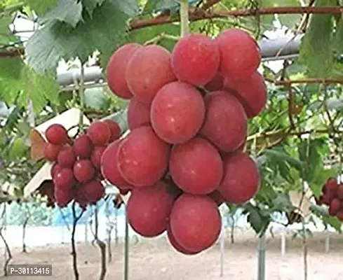 URAN Grapes Plant