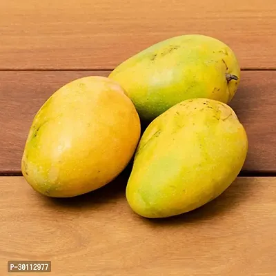 URAN Mango Plant