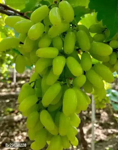 Grapes Plant-thumb0