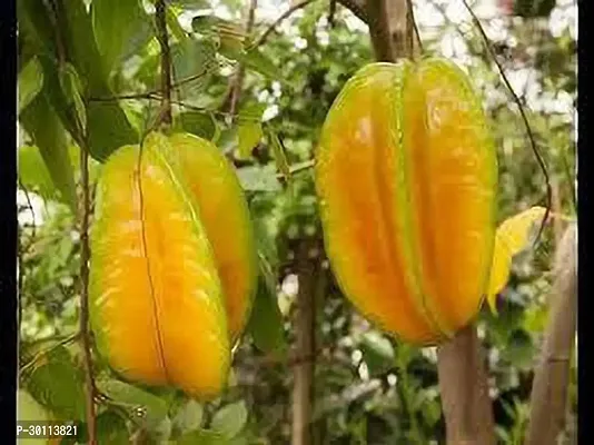 URAN Star Fruit Carambola Grafted Plant-thumb0