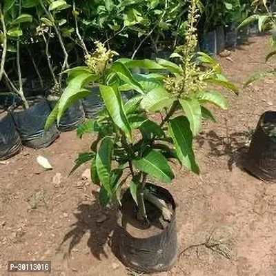 URAN Mango Plant