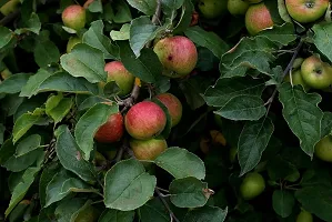 URAN Apple Plant-thumb2