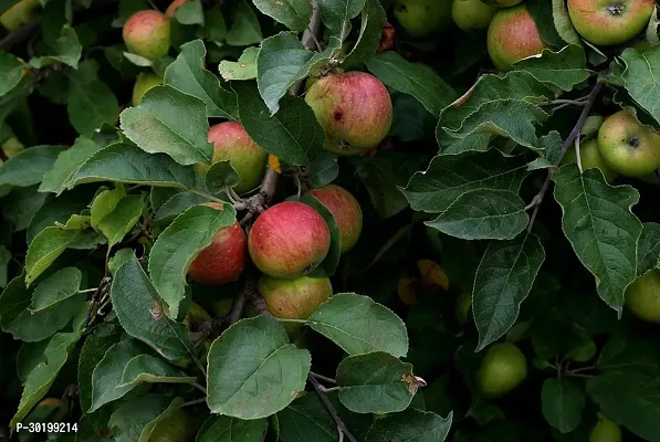 URAN Apple Plant-thumb3