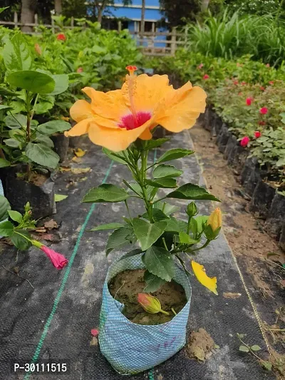 URAN Hibiscus Plant