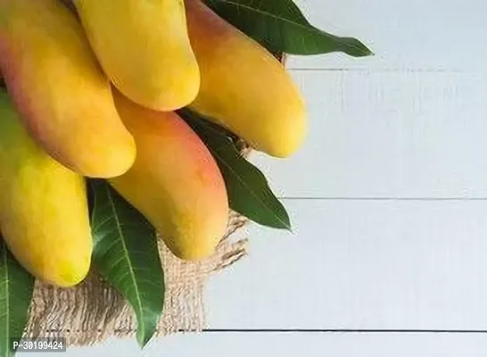 URAN Mango Plant