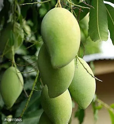 URAN Mango Plant-thumb0