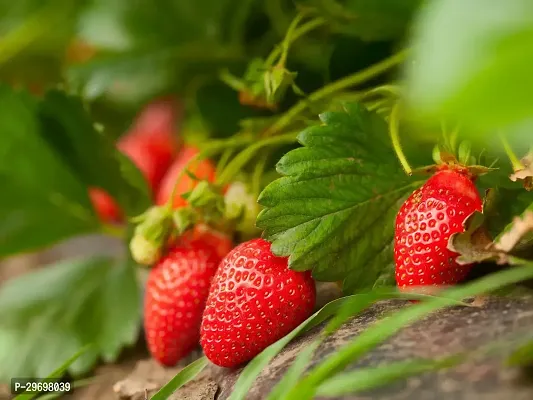 Strawberry Plant-thumb0