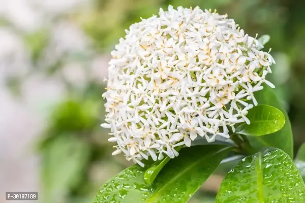 URAN  Trothic Ixora/Chethi Plant